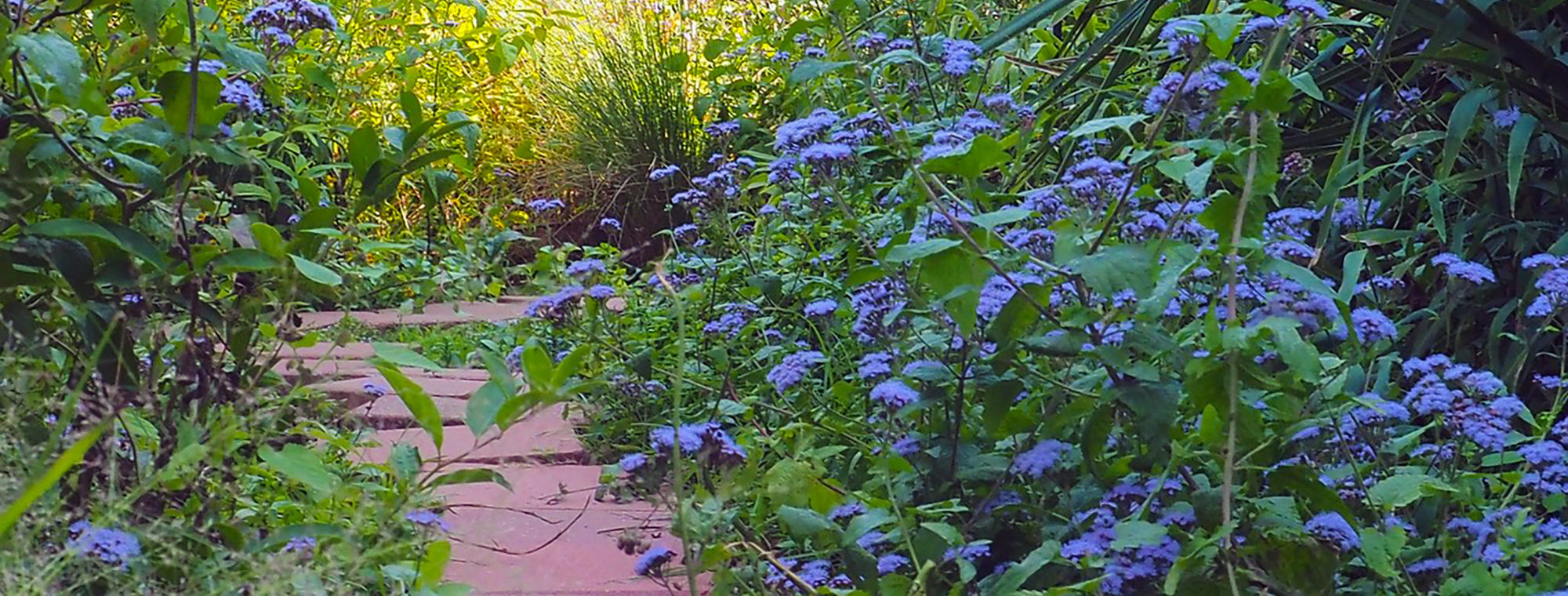 Native Plant Initiative of Greater New Orleans