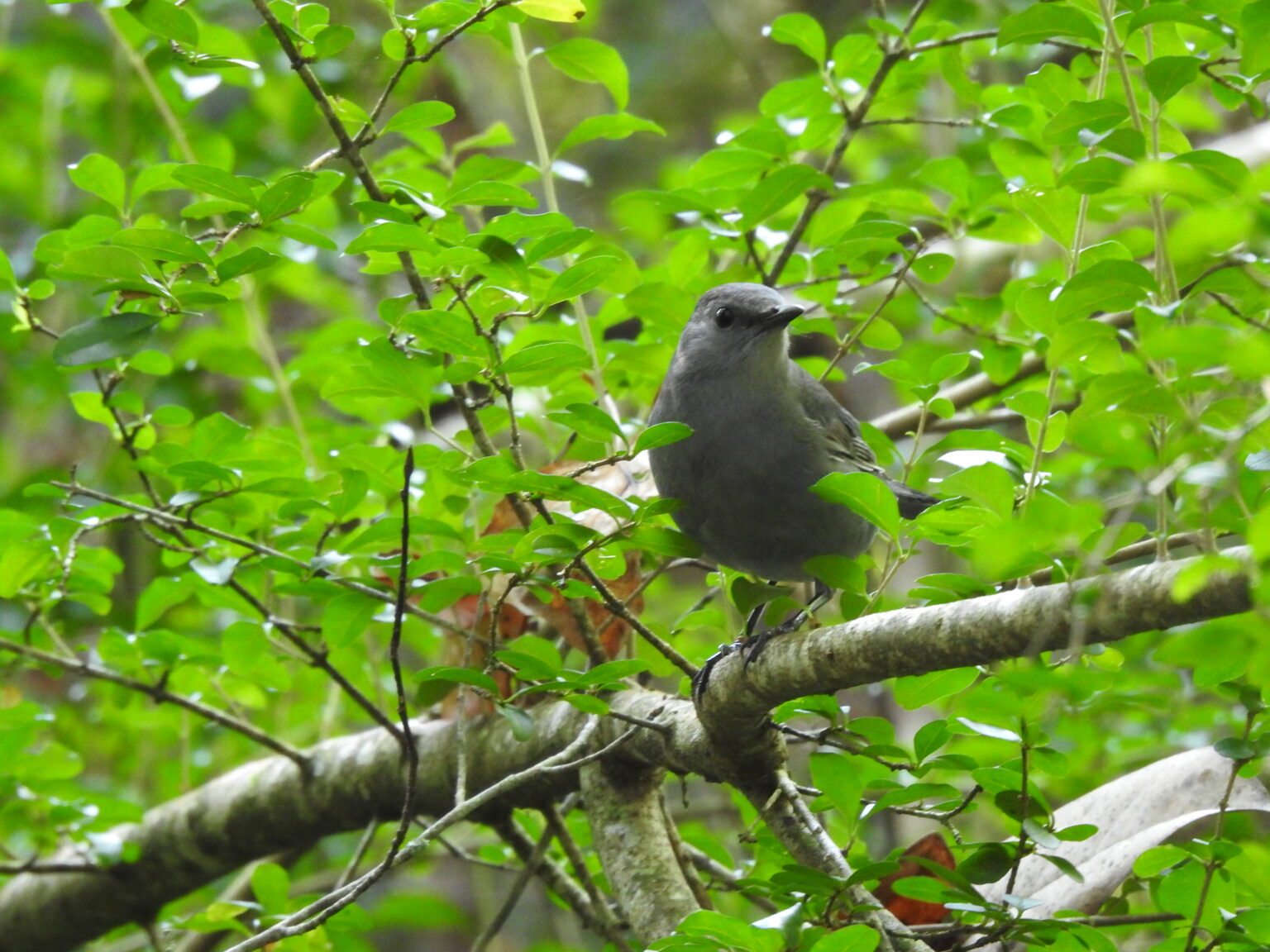Top Native Plants for Wildlife in LA Native Plant Initiative of
