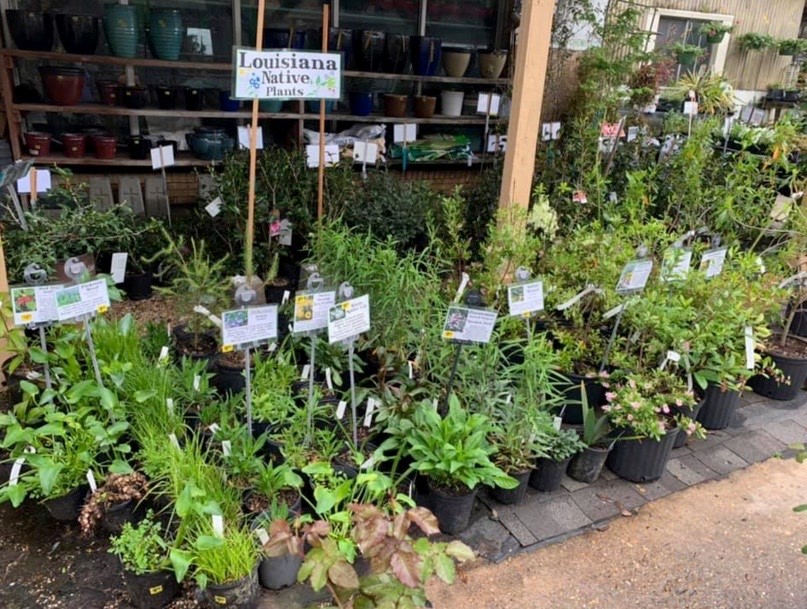 Native Plants Now Available at Rose Garden Center Native Plant