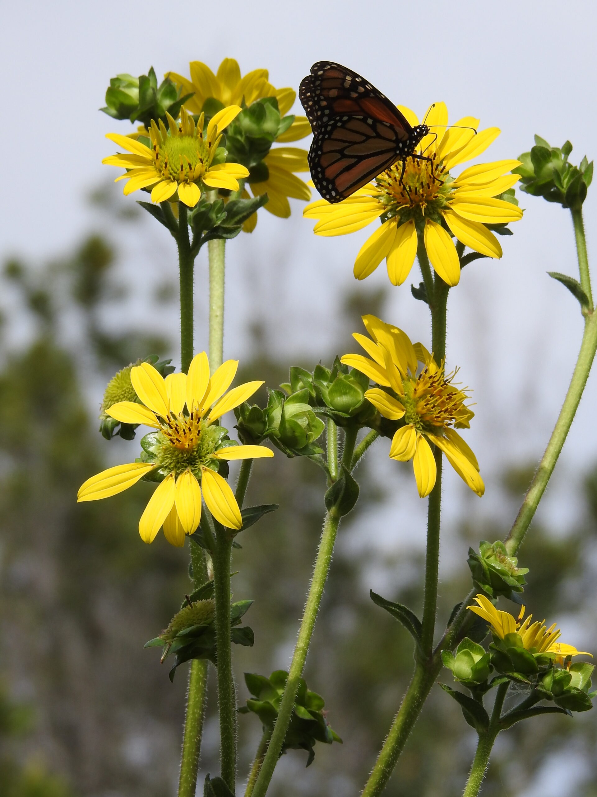 Native Plant Initiative of Greater New Orleans