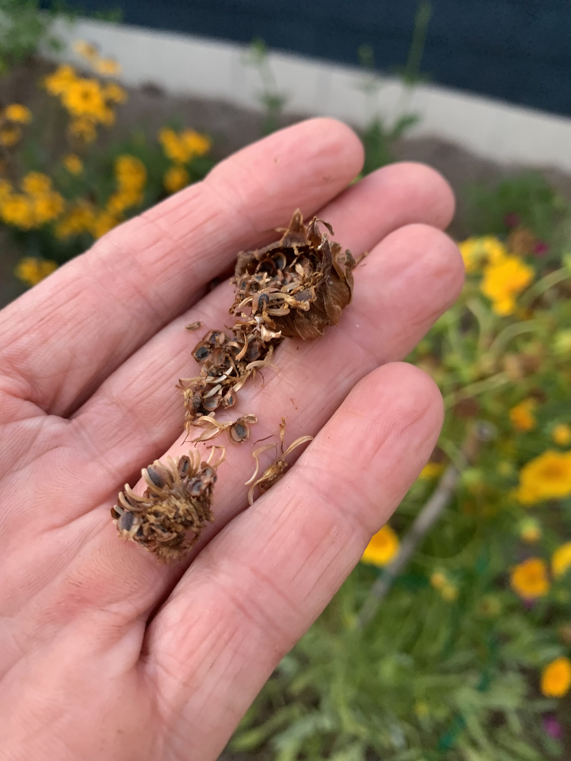 Native Seeds to Collect Now (late Mayearly June) Native Plant