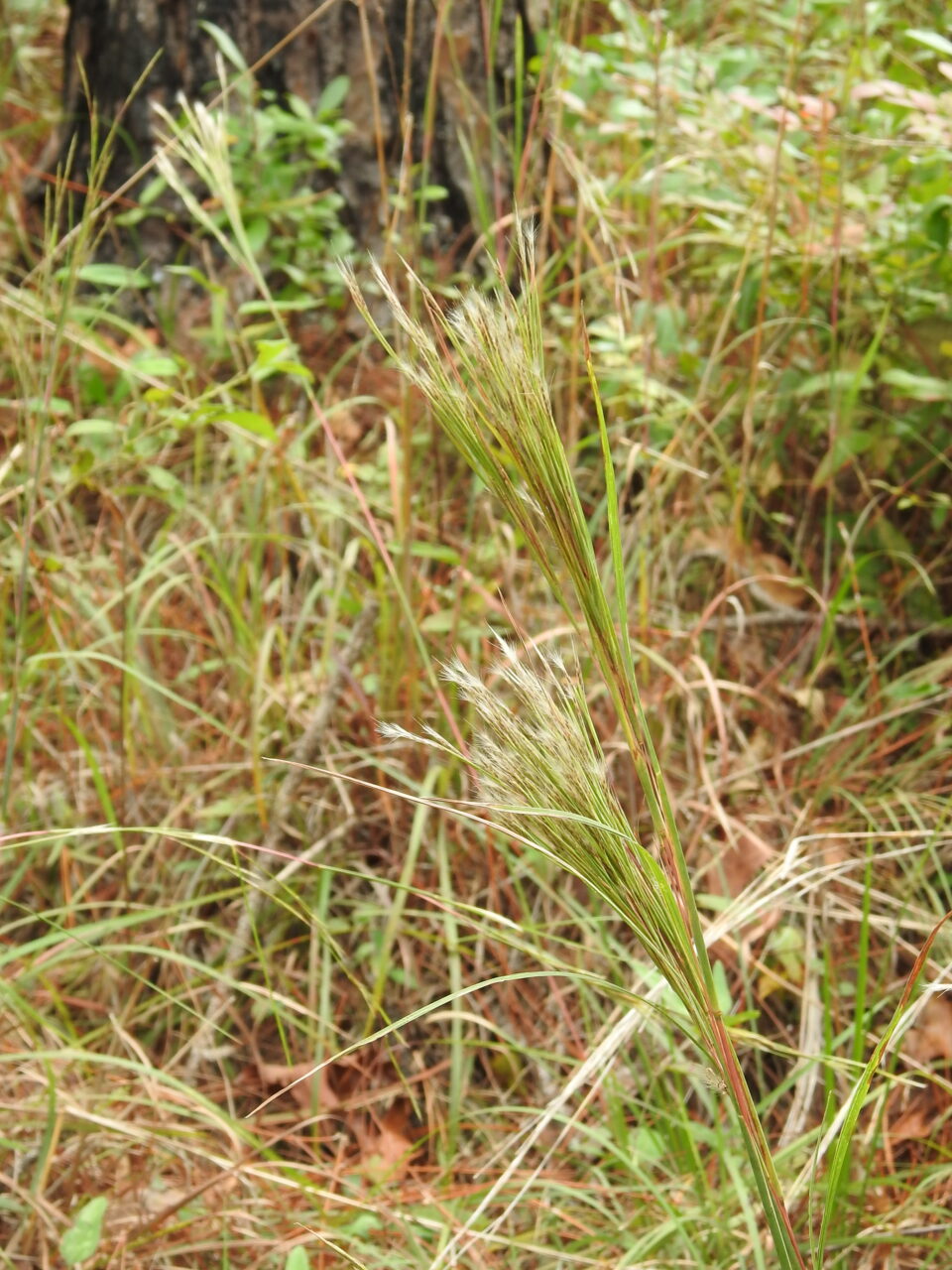 Broom sedge Native Plant Initiative of Greater New Orleans